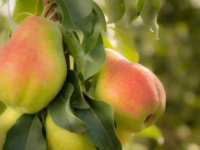 Happi-Pear