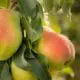 Happi-Pear
