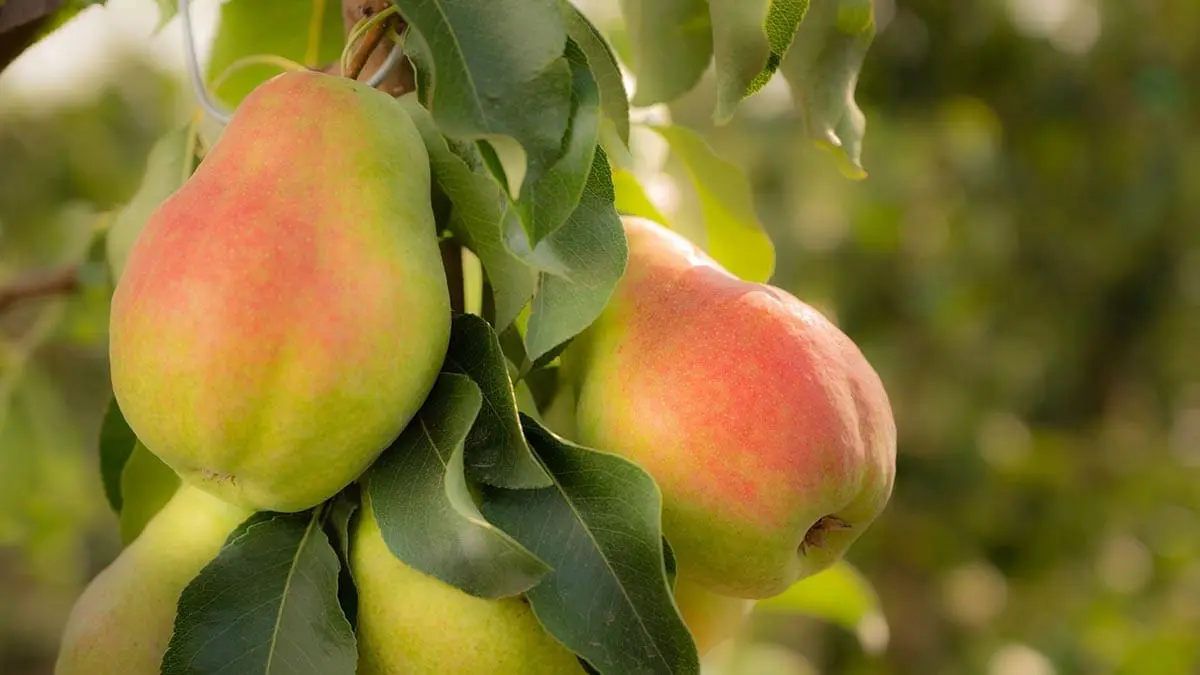 Happi-Pear