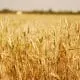 Wheat-Field-