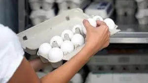 eggs