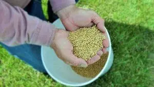 barley in hands