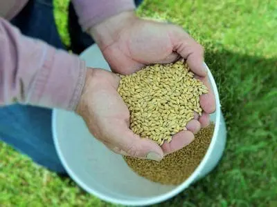 barley in hands