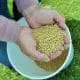 barley in hands