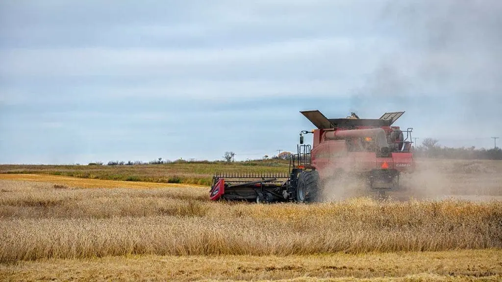 harvesting barley