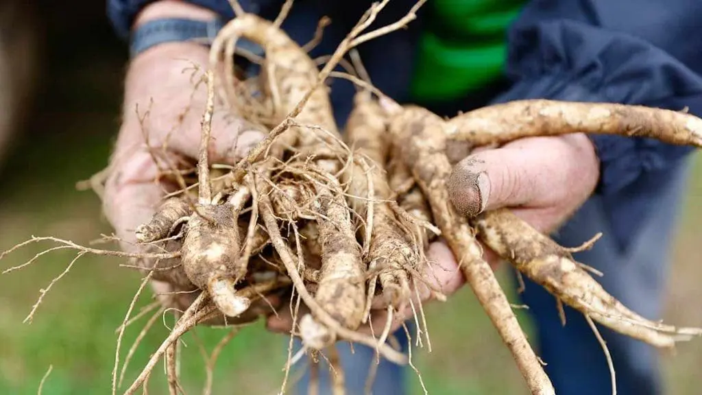 ginseng root