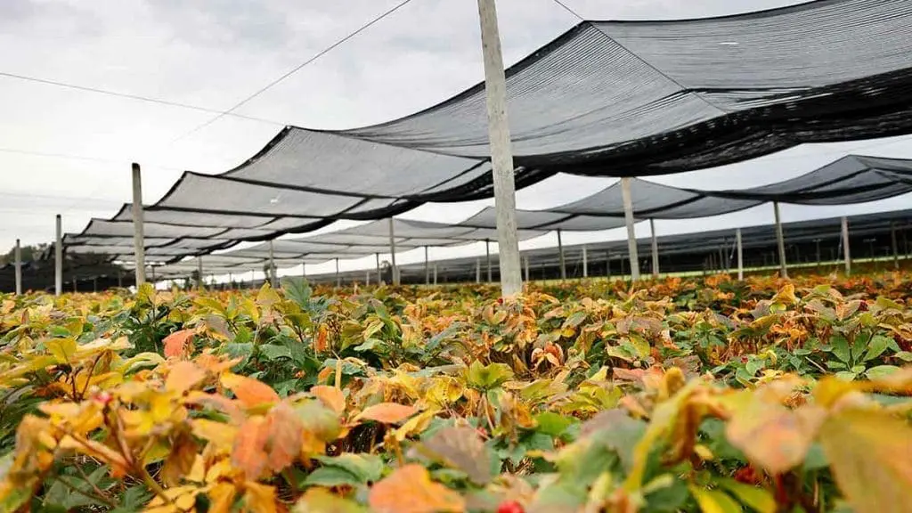 ginseng field