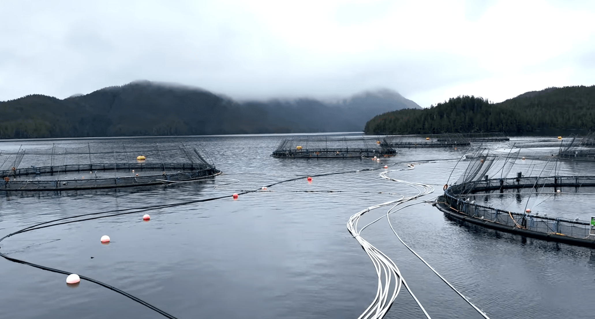 Leading The Way In Sustainable Salmon Farming