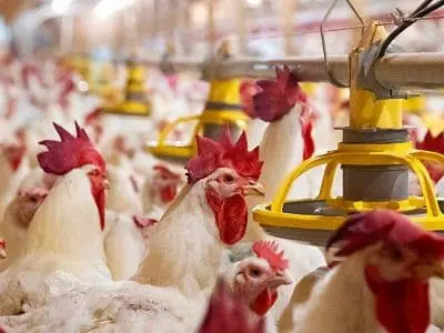 broiler-breeder-hens-and-roosters