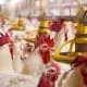 broiler-breeder-hens-and-roosters