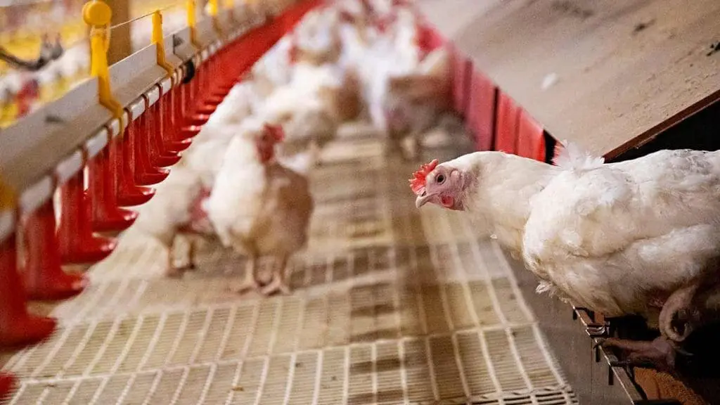 broiler-breeder-nest-box