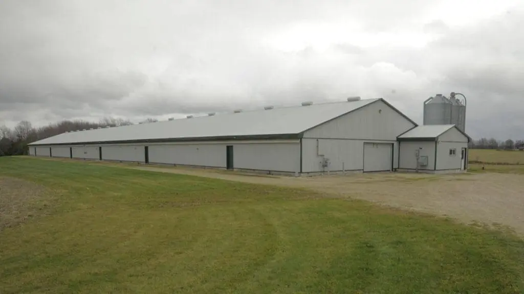 broiler-chicken-barn
