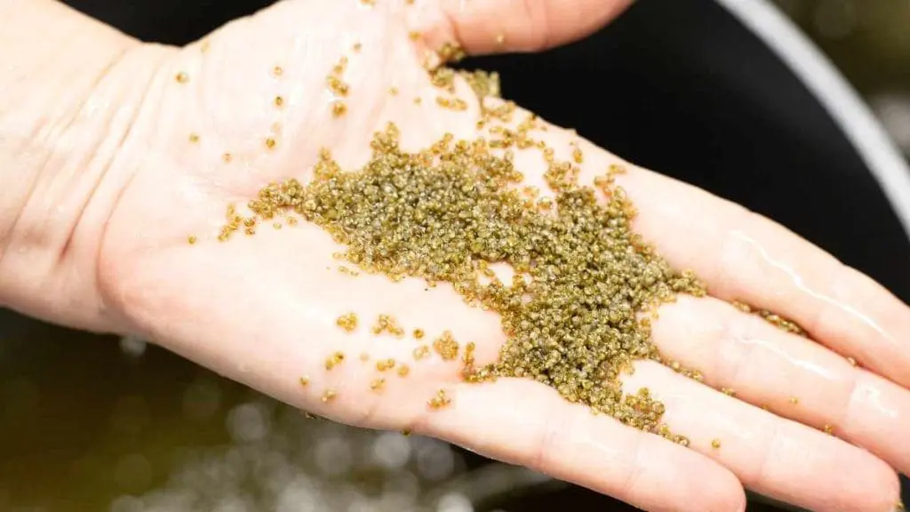 Baby Oysters