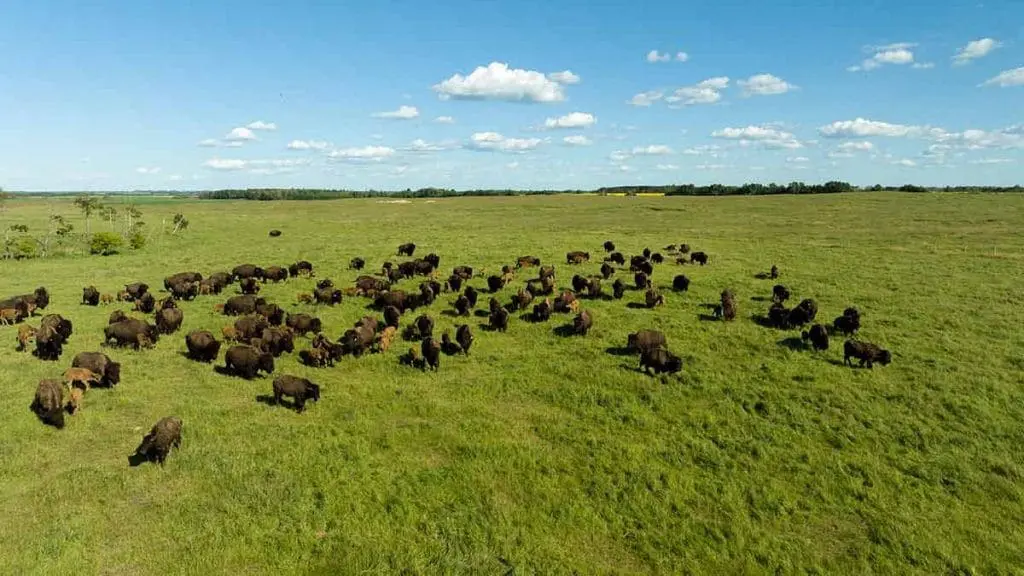 Bison-herd