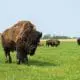 Bison-in-pasture