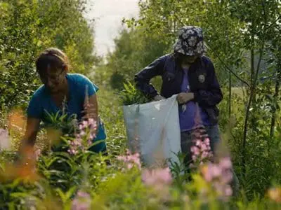 harvesting-fireweed