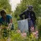 harvesting-fireweed