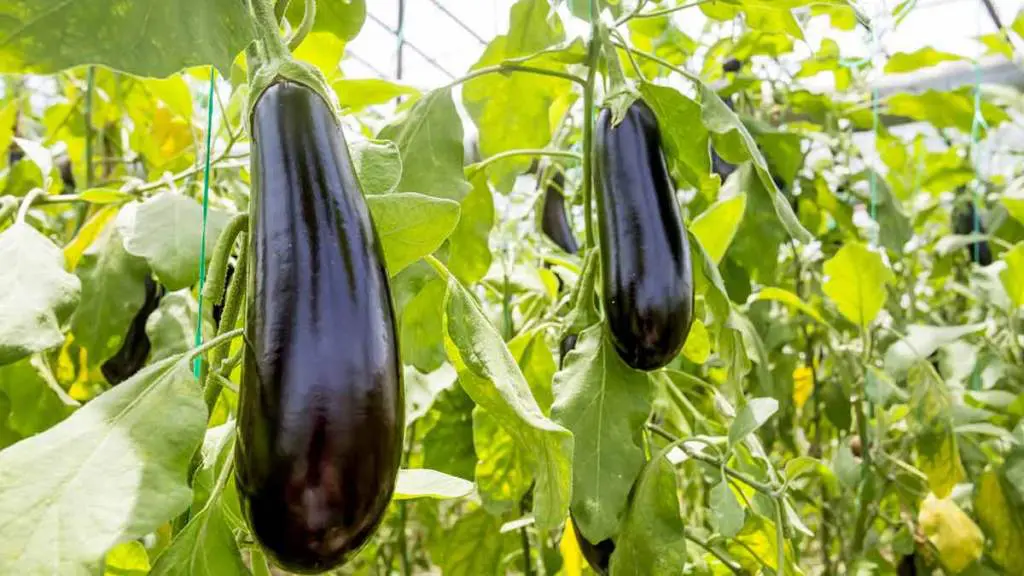 Growing-Eggplant