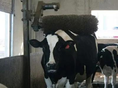 dairy cattle
