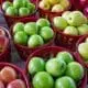 Apple-Varieties