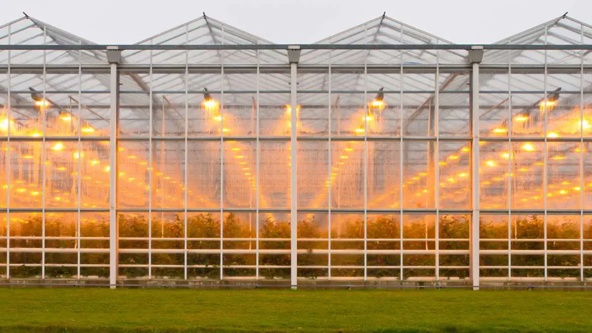 greenhouse