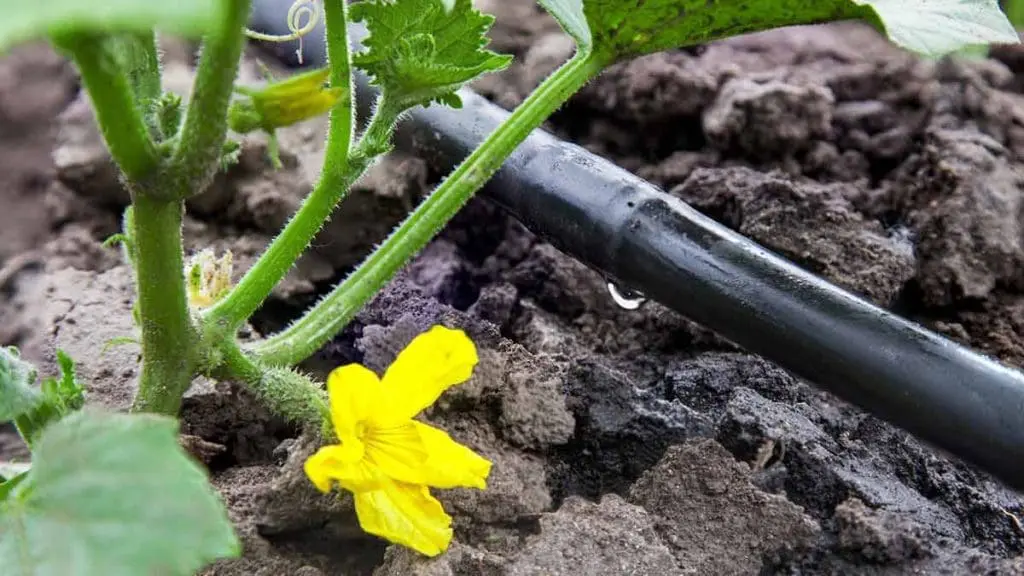 Greenhouse-drip-irrigation