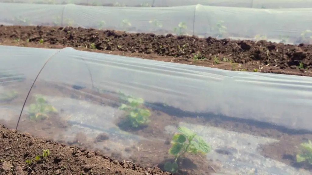 Low Tunnels
