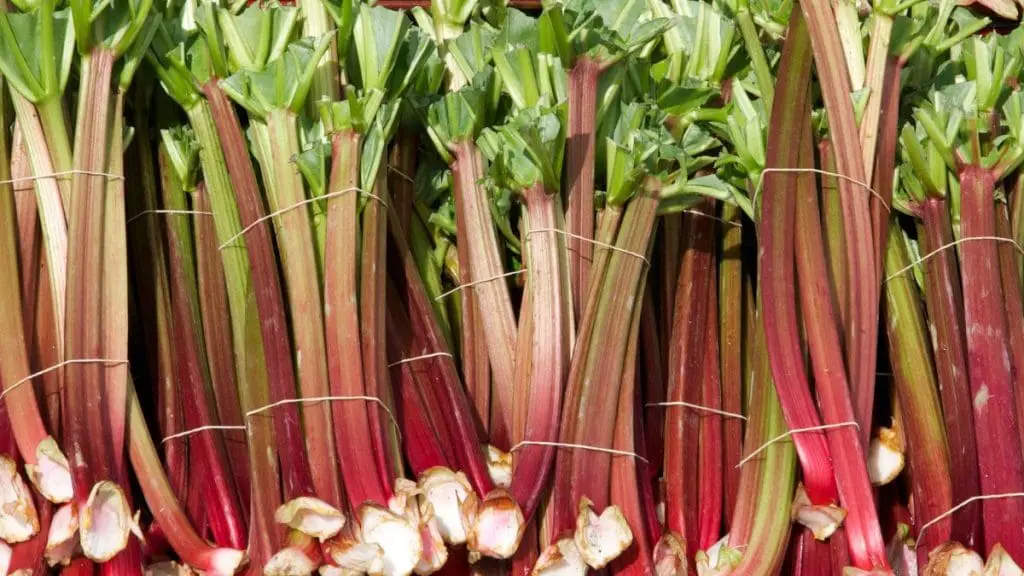 Buying Rhubarb