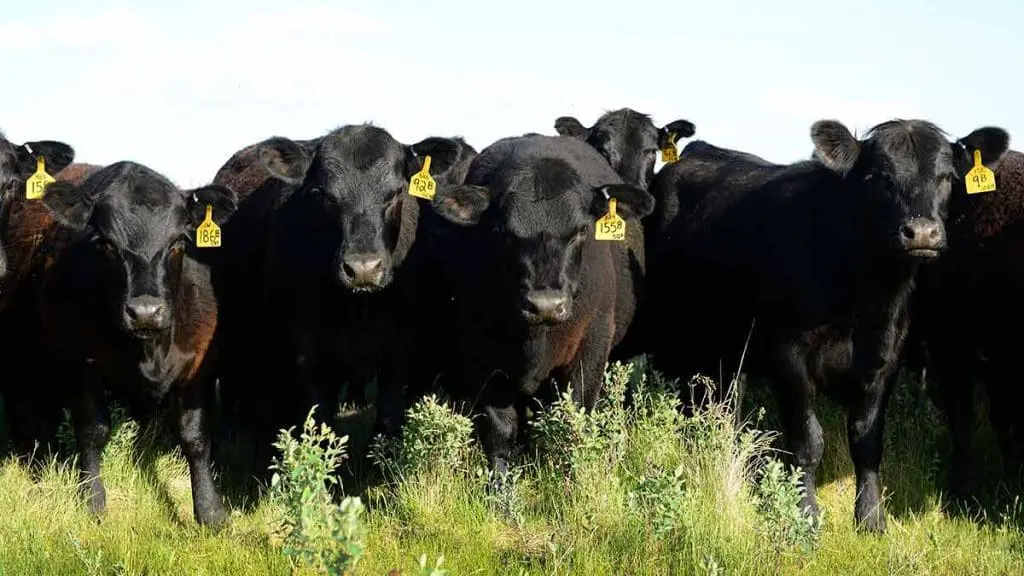 cow in pasture 2