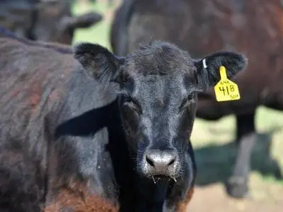 cow in pasture