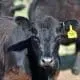 cow in pasture