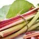 Storing Rhubarb