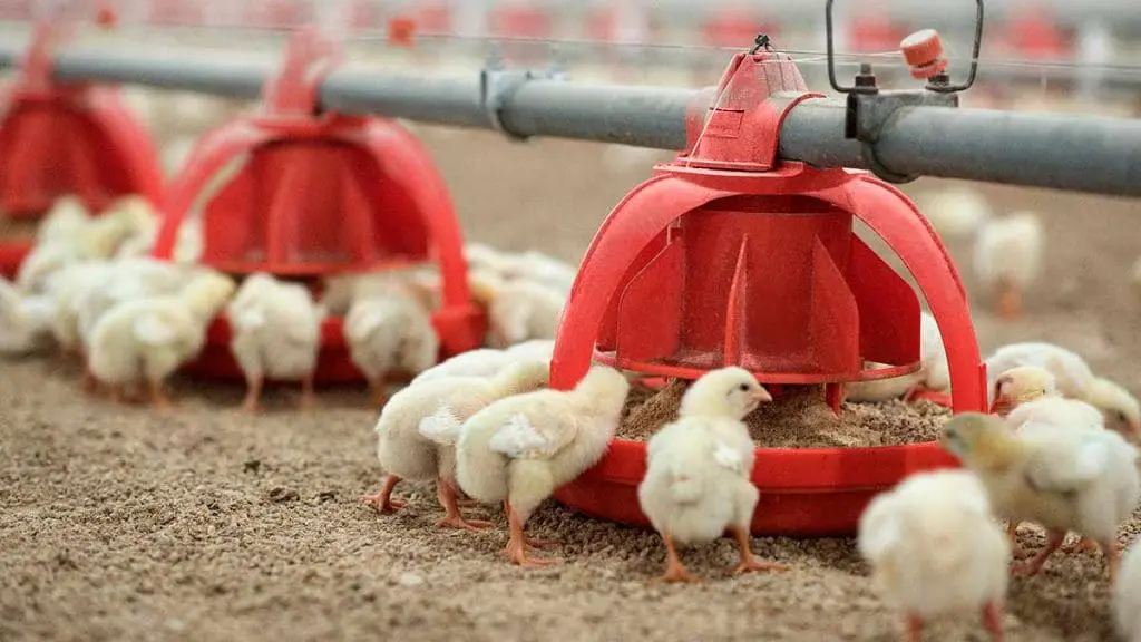 broiler chicks