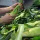 Buying Corn