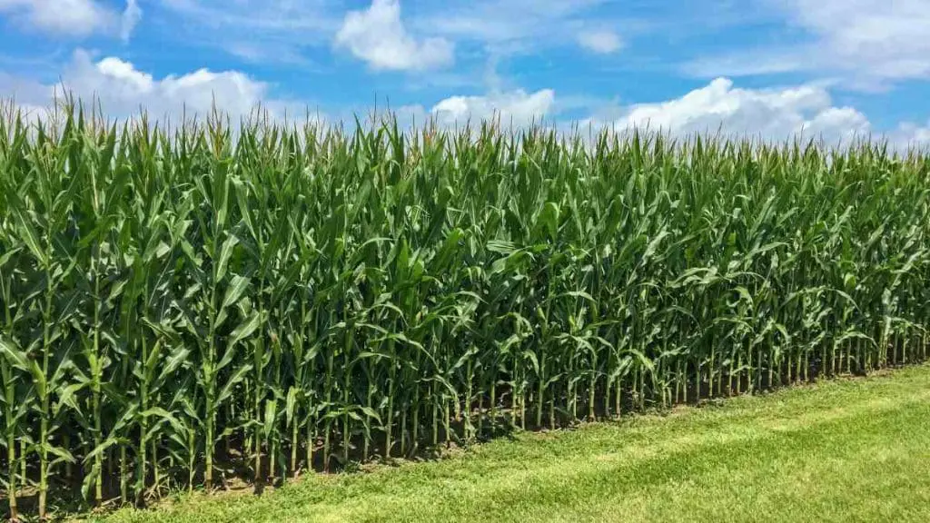 Field-Corn