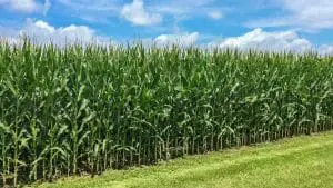Field-Corn