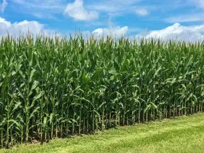 Field-Corn
