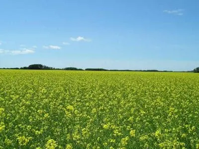 mustard crop in flower