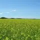 mustard crop in flower