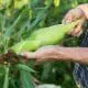Picking-Corn