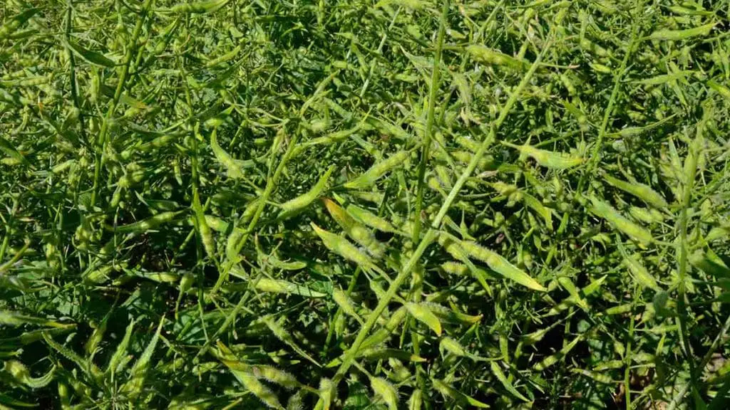 mustard pods