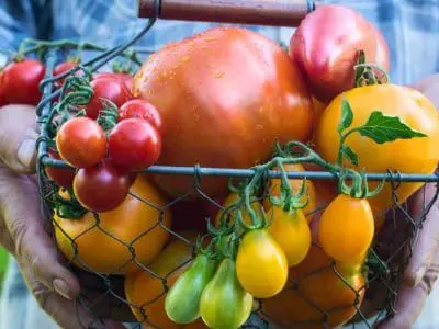 Tomato Varieties