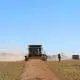 canola swath