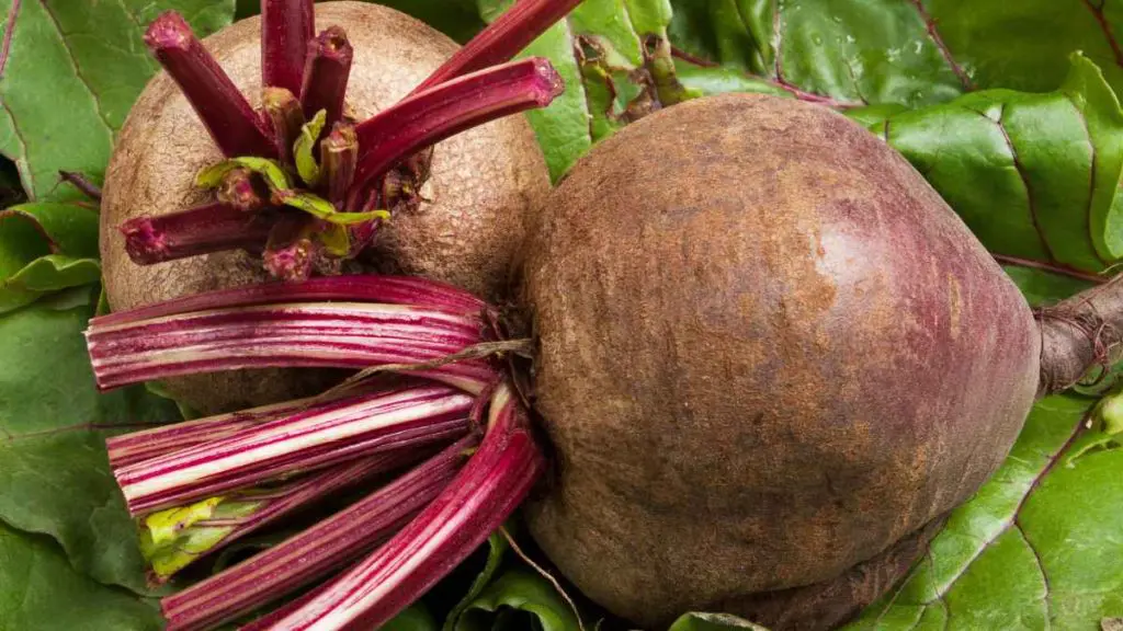 Beet Storage