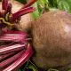 Beet Storage
