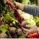 Buying Beets