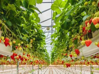 Greenhouse Strawberries