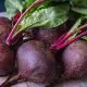 Red Beets
