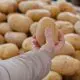 Buying Potatoes