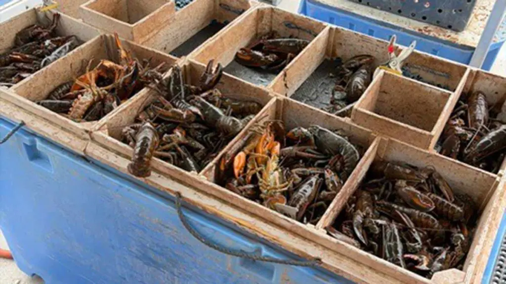 LobsterSorting-JamieCraig